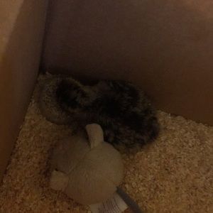 Meet your Posher, Sam